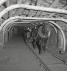 Colliery Horse underground, [1950s-1970s]