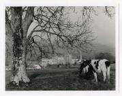 Felin Fach Creamery from a distance