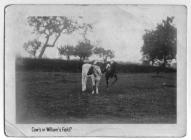 Cows in field, Holywell