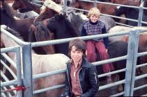 Diwrnod mart , Evans Bros, Llanybydder 1977 [4]