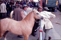 Mart Day, Evans Bros, Llanybydder 1977 [5]