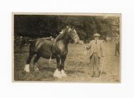 Postcard image of a horse at Llandilo /...