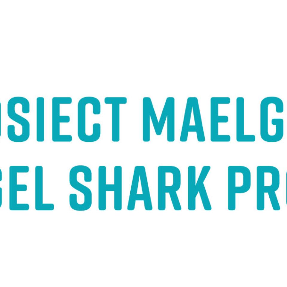 Profile picture for user angelsharks_30246