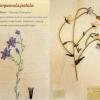 Campanula patula (combined) Herbarium by Elinor James, Living by Glenys Richards Jones.jpg