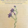 Campanula patula (living) by Glenys Richards Jones.jpg