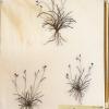 Carex capillaris (herbarium) by Judy Chaudhri.jpg
