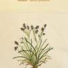 Carex capillaris (living) by Judy Chaudhri.jpg