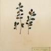 Contoneaster cambricus (herbarium) by Brenda Dayson.jpg