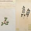 Contonester cambricus (combined) by Brenda Dayson.jpg