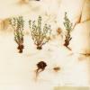 Draba incana (herbarium) by Karen Wise.jpg