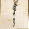 Galatella linosyris (herbarium) by Trixie Nuthall.jpg