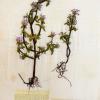 Galeopsis angustifolia (herbarium) by Kathleeen King.jpg