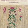 Galeopsis angustifolia (living) by Glenys Richards Jones.jpg