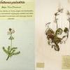 Hottonia palustris (combined) by Brenda Dayson.jpg