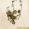 Hottonia palustris (herbarium) by Brenda Dayson.jpg