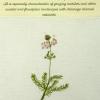 Hottonia palustris (living) by Brenda Dayson.jpg