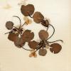 Hydrocharis morsus ranae (herbarium) by Diana Jones.jpg