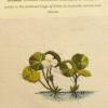 Hydrocharis morsus ranae (living) by Diana Jones.jpg