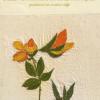 Lotus subbiflorus (living) by Diana Jones.jpg