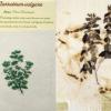 Marrubium vulgare (combined) by Viv Nugent.jpg