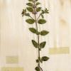Mentha arvensis (herbarium) by Janet Surman.jpg