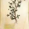 Ranunculus arvensis (herbarium) by Sue Harris.jpg