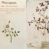 Rosa Agrestis (combined) by Margaret Buen.jpg