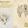 Ruppia maritima (combined) by Brenda Dayson.jpg