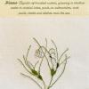 Ruppia maritima (living) by Brenda Dayson.jpg