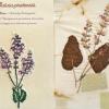 Salvia pratensis (combined) by Fiona Fair.jpg
