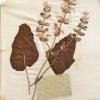 Salvia pratensis (herbarium) by Fiona Fair.jpg