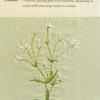 Stellaria palustris (living) by Jenny Hills.jpg