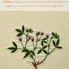 Trifolium strictum (living) by Debbie Rose Lewis.jpg