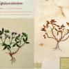 Triforlium strictum (combined) by Debbie Rose Lewis.jpg