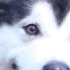 Profile picture for user bluestones8_hotmail_co_uk